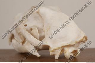 photo reference of skull 0070